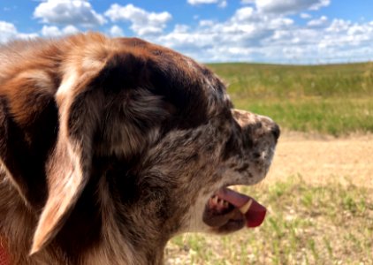 Dogs Have 10,000 Mile Stares Too photo