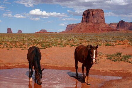 Expensive horse usa