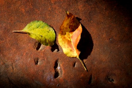Apple Tree Leaves Fallen