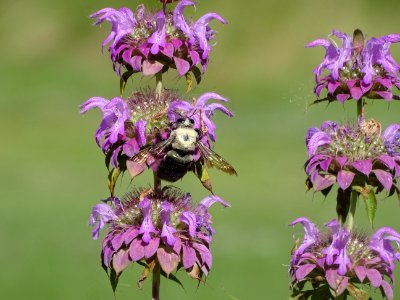 Carpenter bee on a native flower photo