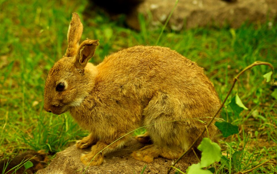Rabbit game hunting