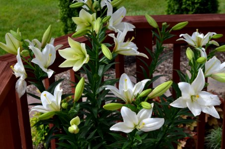 Casa Blanca Lilies in full bloom photo