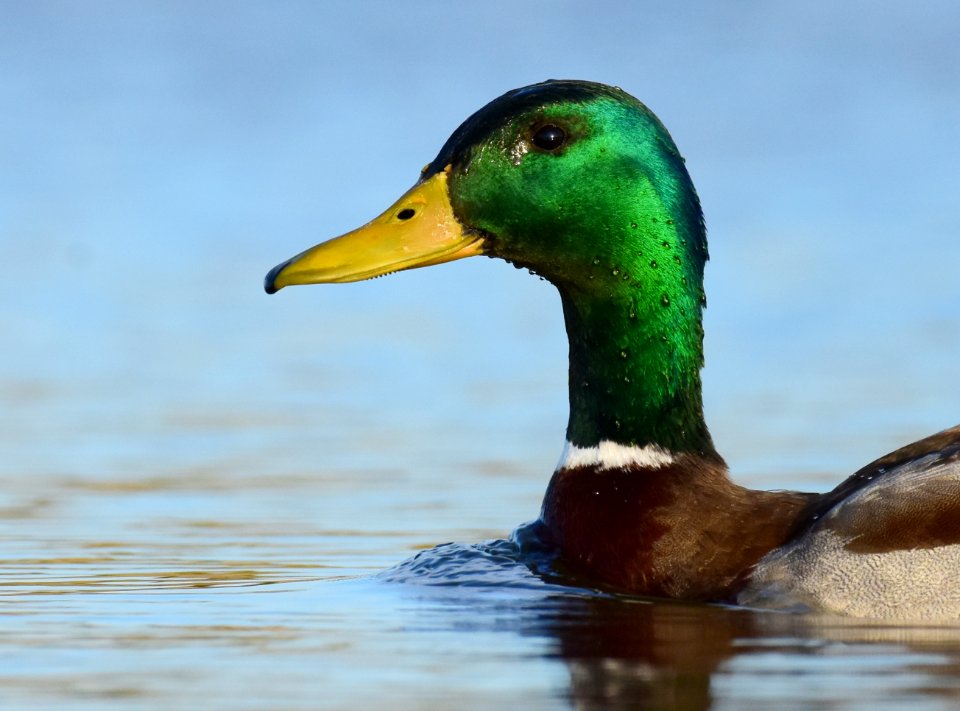 Mallard at LaCreek National Wildlife Refuge