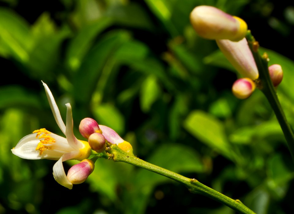 Buds on orange tree.