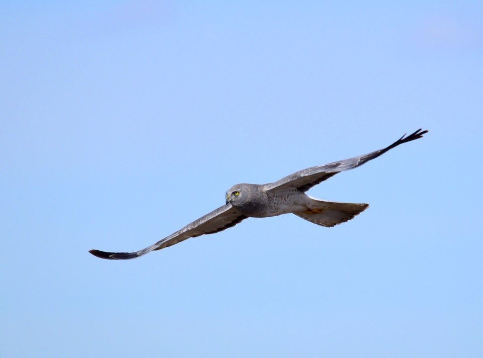 Northern harrier at Seedskadee National Wildlife Refuge