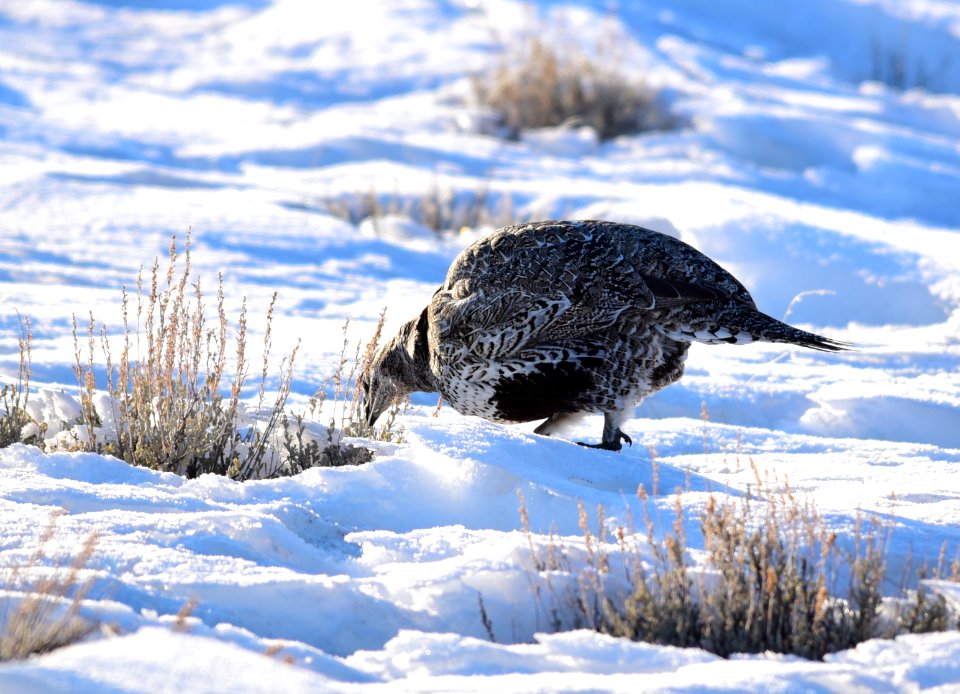 Greater sage-grouse on Seedskadee National Wildlife Refuge