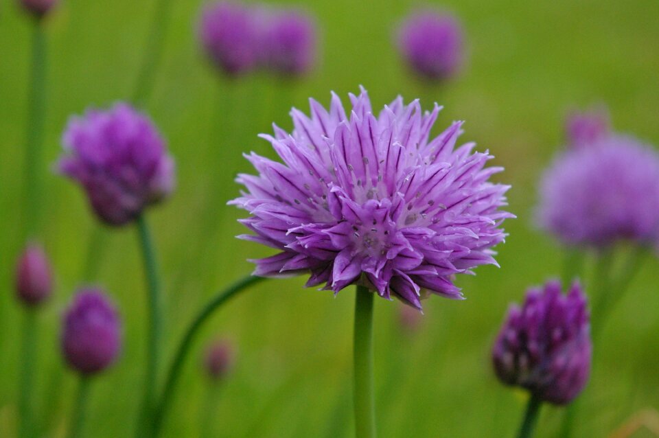 Purple purple flower nature
