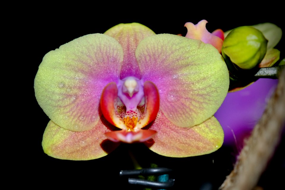 Phalaenopsis with bud.