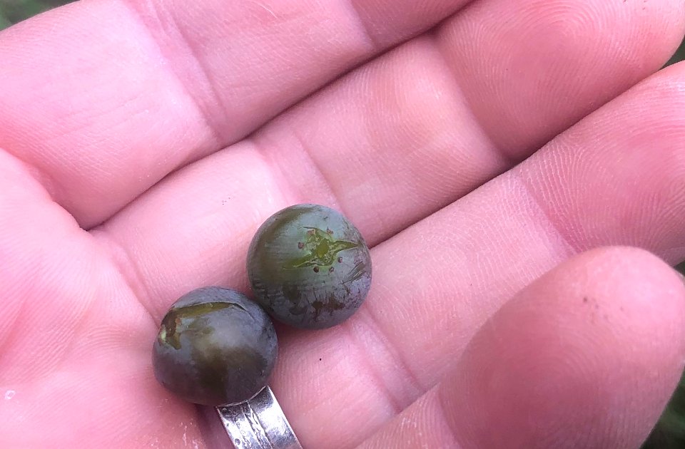 2019/365/239 Grapes of Ours
