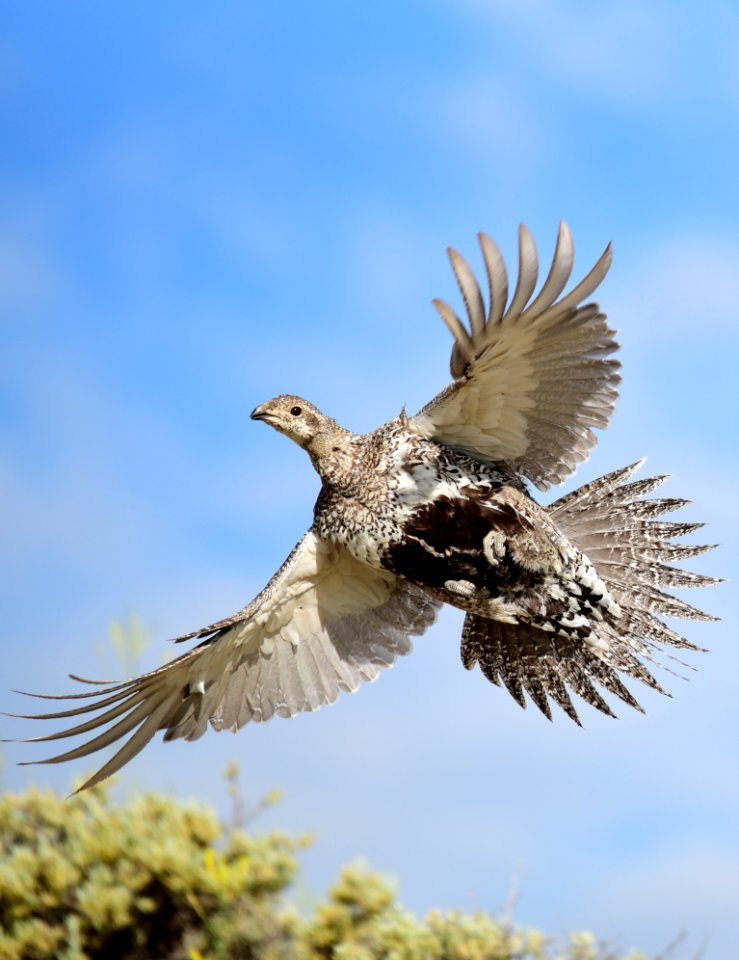 Greater sage-grouse at Seedskadee National Wildlife Refuge