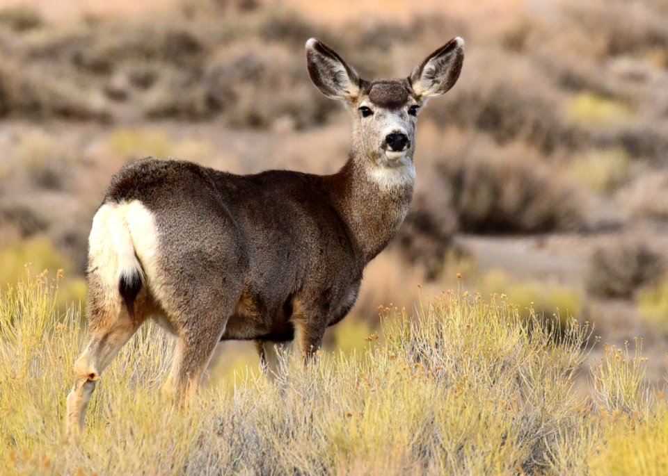 Mule deer at Seedskadee National Wildlife Refuge