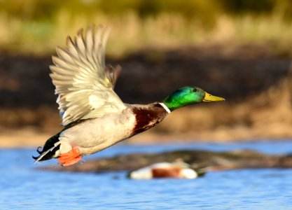 Mallard at LaCreek National Wildlife Refuge