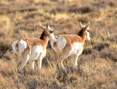 Pronghorn at Seedskadee National Wildlife Refuge photo