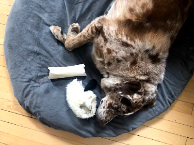 Dog O'Clock