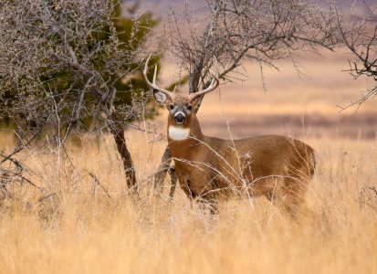 White-tailed deer on LaCreek National Wildlife Refuge