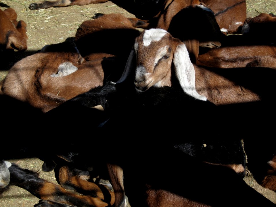 More Sleeping Goat Pups