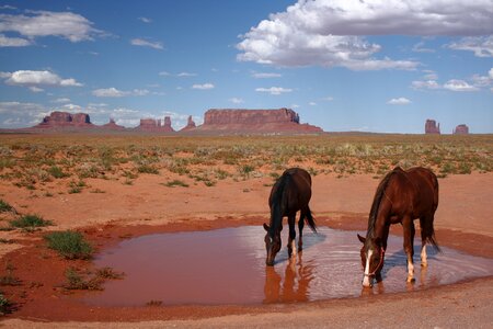 National park expensive horse