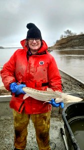 Pallid sturgeon 3-11-20