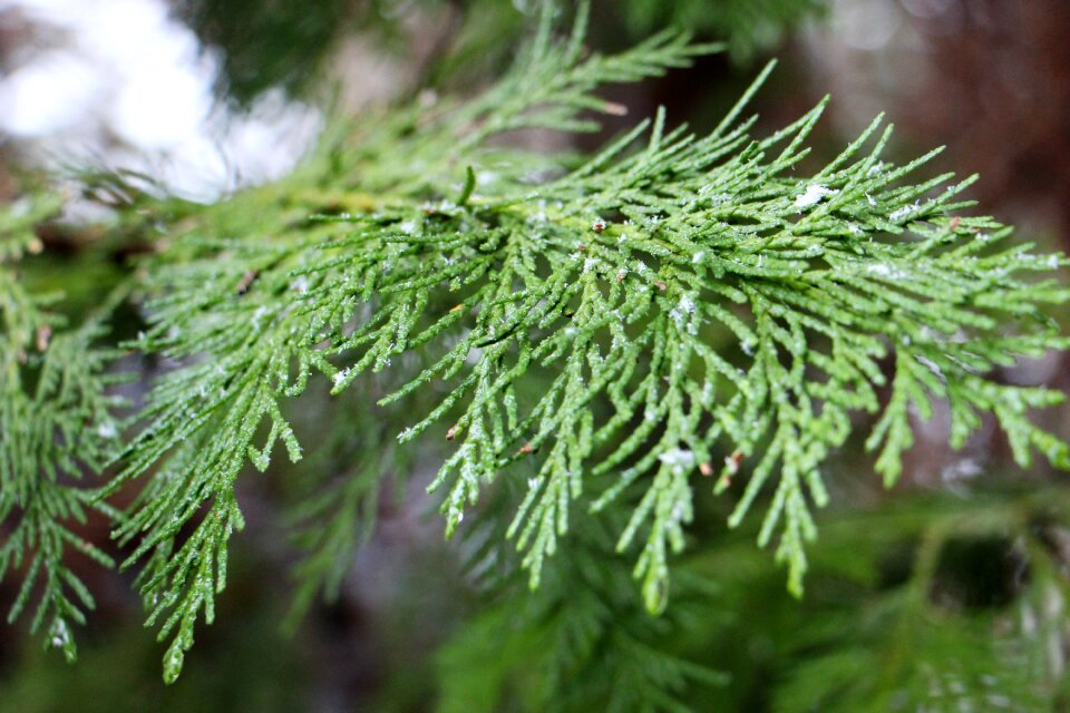 Fir tree branch nature