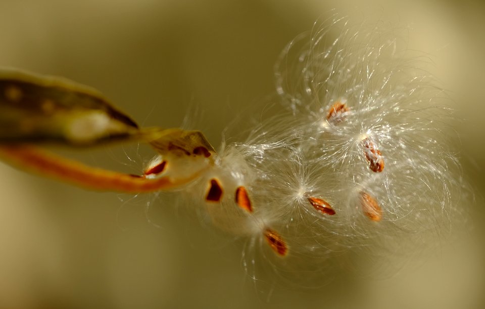 Wings on milkweed seeds.