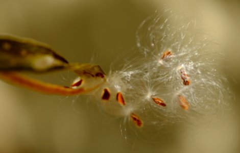 Wings on milkweed seeds.