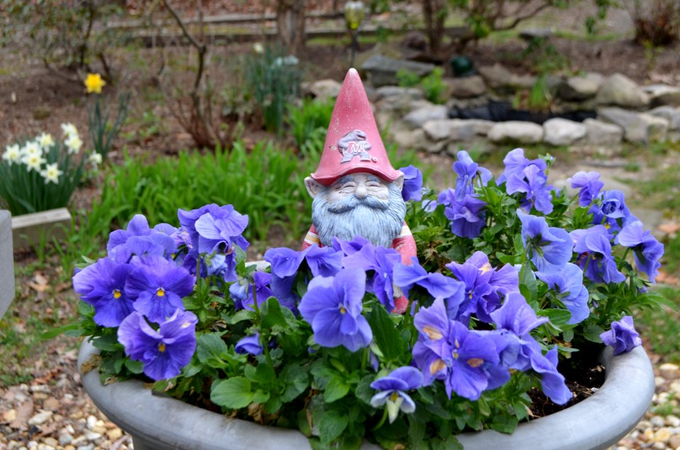 Terp Gnome in Last Fall's Rebloom