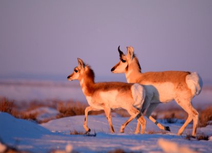Pronghorn on Seedskadee National Wildlife Refuge