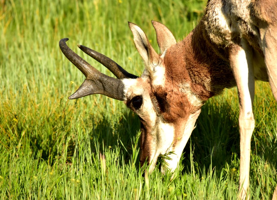 Pronghorn at Arapaho National Wildlife Refuge