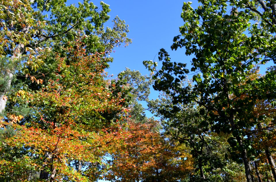 Our Trees
