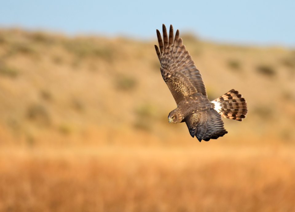 Northern harrier at Seedskadee National Wildlife Refuge
