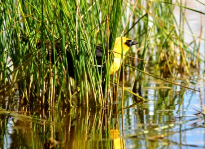 Yellow-headed blackbird at Seedskadee National Wildlife Refuge