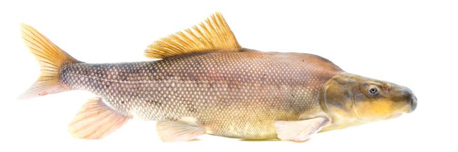Razorback Sucker (Xyrauchen texanus