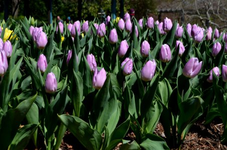 Brookside Gardens 2016
