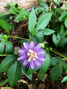 Passionflower at Sugarlands Visitor Center, June 2017--Andrea Walton