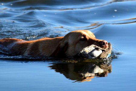 Duck Hunting Traditions