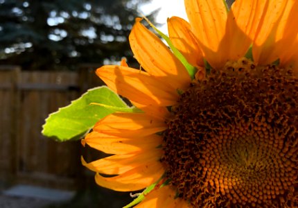 2020/366/239 Sun on Sun