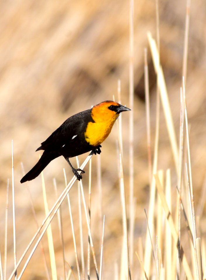 Yellow-headed blackbird at Seedskadee National Wildlife Refuge