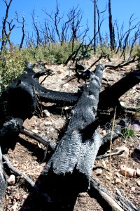 Burned Forest