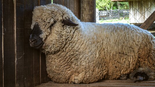 Beautiful farm white