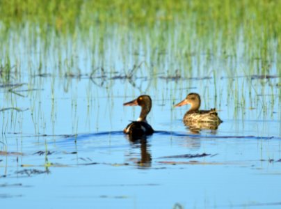 Northern shoveler at Arapaho National Wildlife Refuge