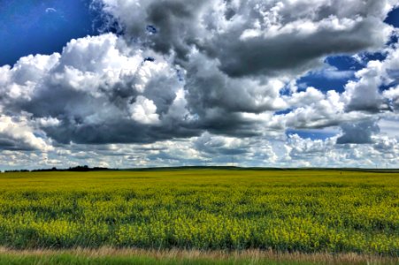 2020/366/206 Over the Yellow Fields photo