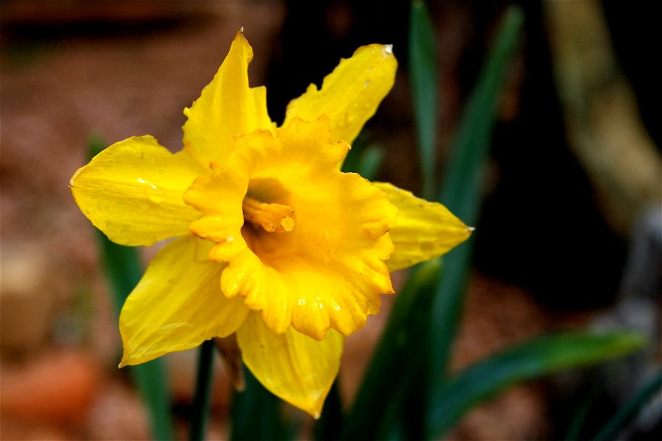 Strawberry Daffodil