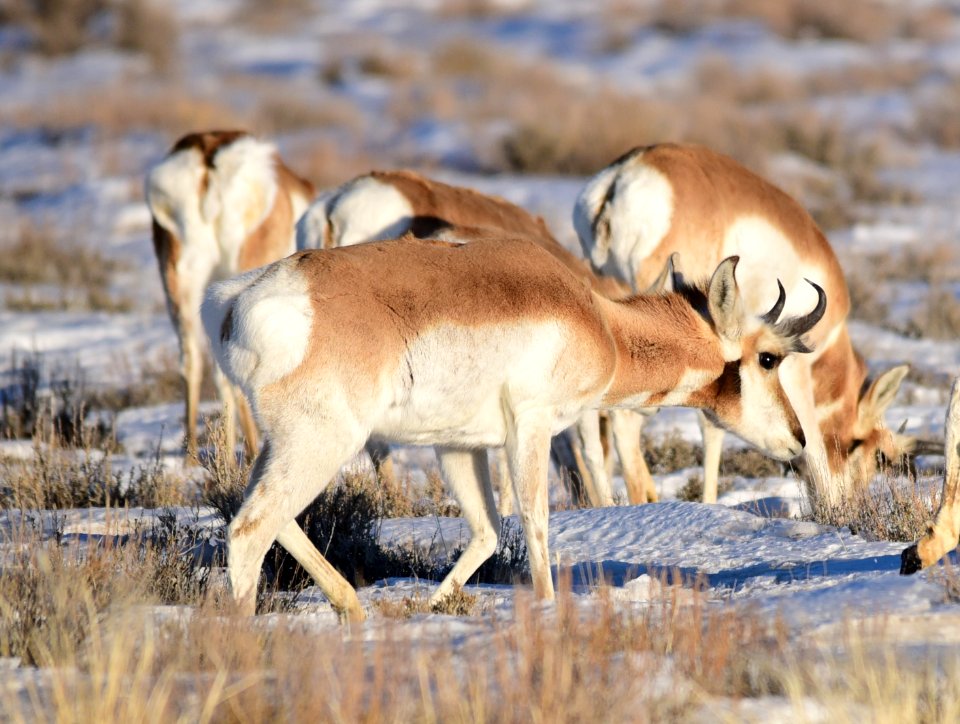 Pronghorn on Seedskadee National Wildlife Refuge
