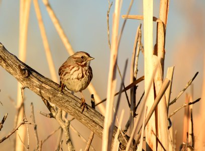 Song sparrow at Seedskadee National Wildlife Refuge