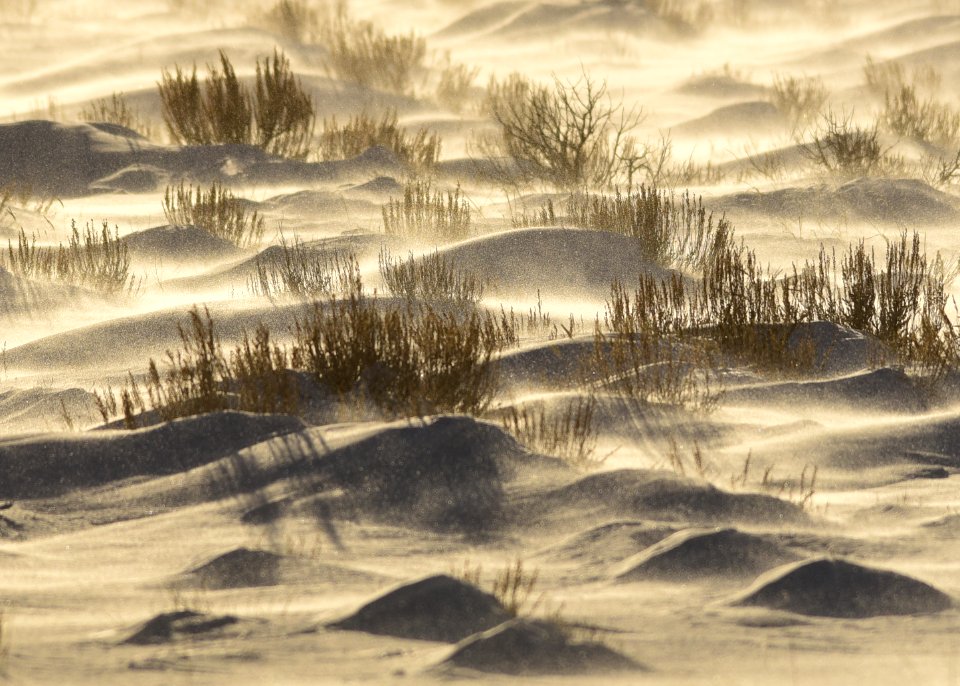 Sage Steppe in winter at Seedskadee National Wildlife Refuge