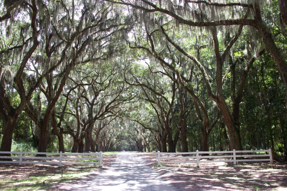 Away tree lined avenue nature