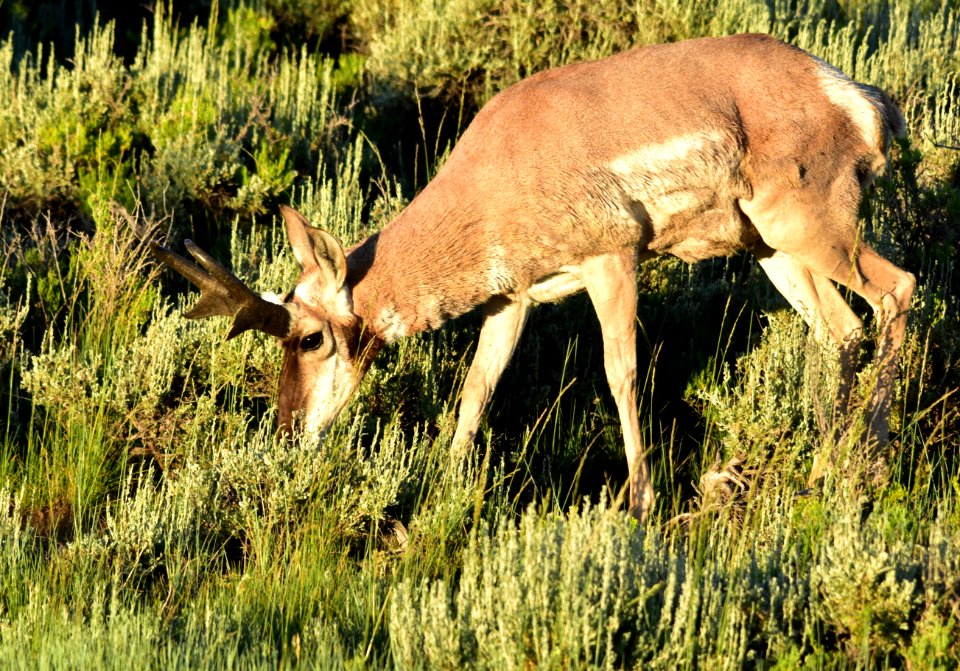 Pronghorn at Arapaho National Wildlife Refuge