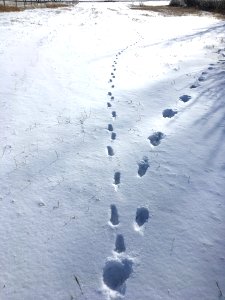 Two Paw Prints Diverged in the Woods... photo