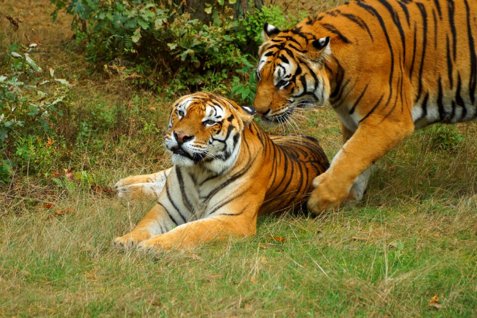 Snuggle panthera tigris altaica serengeti