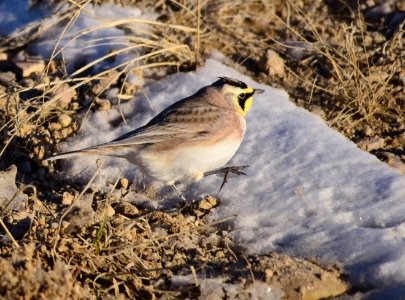 Horned lark at Seedskadee National Wildlife Refuge